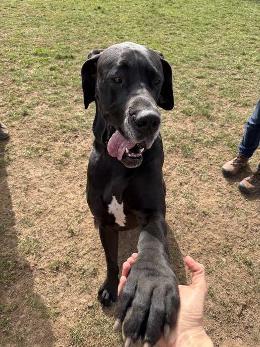 Große schwarze Dogge gibt vertrauensvoll die Pfote – Vertrauen ist die Basis der Arbeit mit schwierigen Hunden.