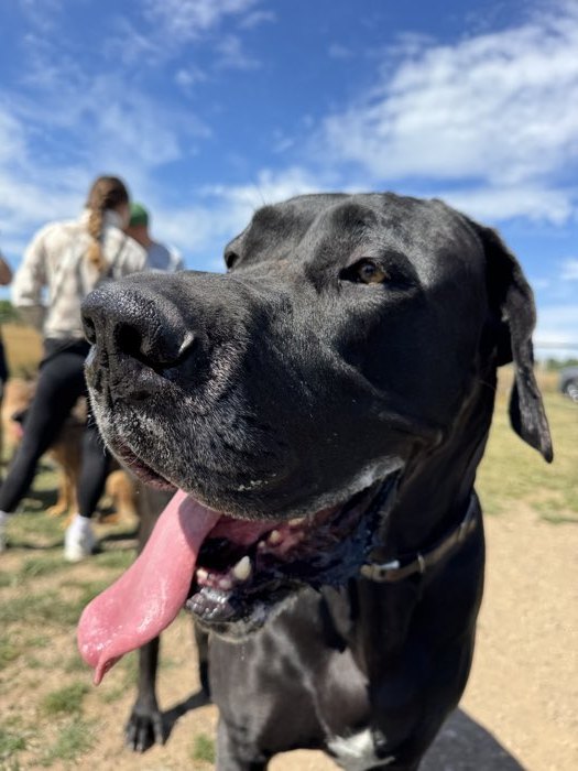 Konzentrierte schwarze Dogge auf dem Hundeplatz – Sucharbeit fordert Hunde geistig.