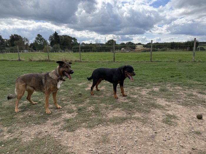 Zwei Hunde – ein Schäferhund-Mix und ein Rottweiler – begegnen sich entspannt in der Spielstunde auf dem eingezäunten Hundeplatz.