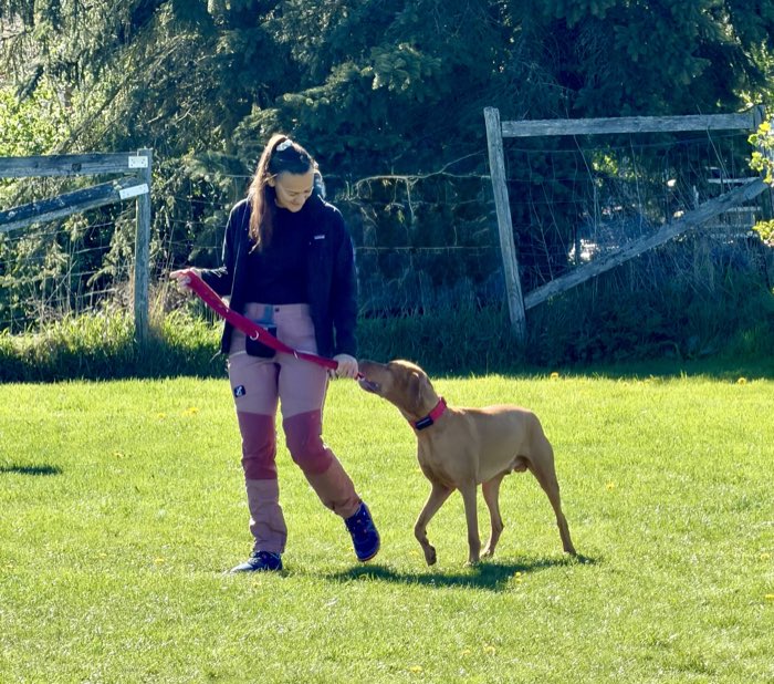 Junghundtraining: eine Hundehalterin arbeitet mit einem jungen Rüden an der roten Leine auf der Wiese.