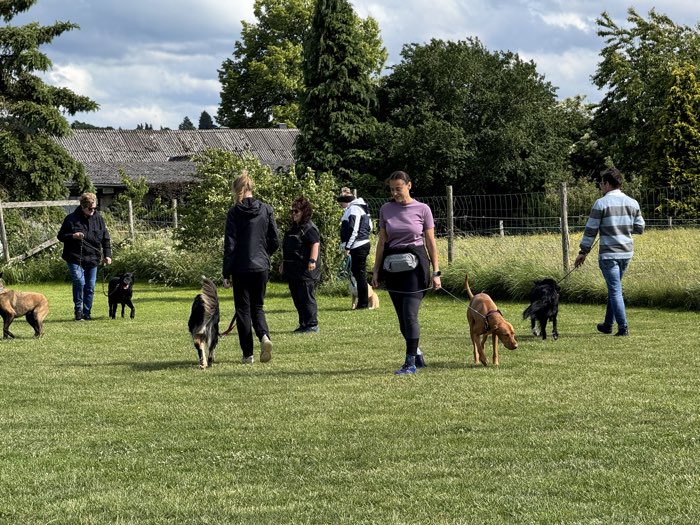 Gruppentraining zur Leinenführigkeit: mehrere Hundehalter gehen mit ihren Hunden an lockerer Leine über die Wiese.