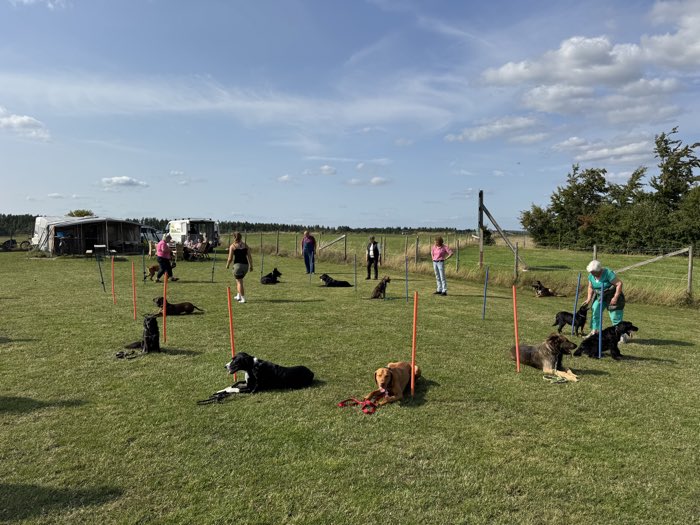 Unterordnungstraining: mehrere Hunde liegen in der Ablage auf dem Hundeplatz, die Halter stehen in einiger Entfernung.